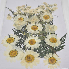 Dried flower set Dried flower set